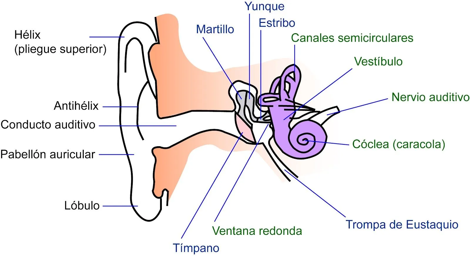 Anatomía y Fisiología del Oído | el moderno prometeo