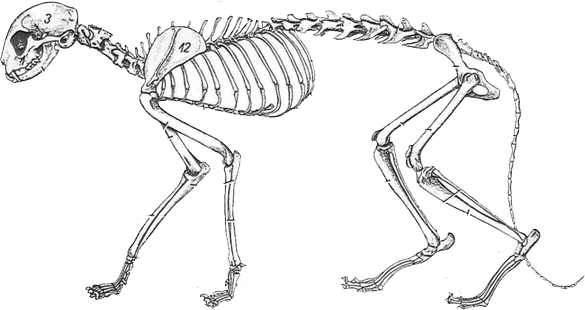 Anatomia del Gatto