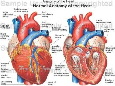 Anatomía humana [imagenes + video] - Taringa!