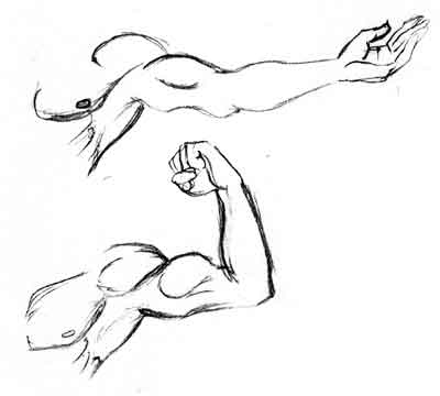 es erroneo al momento de dibujar los musculos siempre en es erroneo al momento de dibujar los musculos siempre en