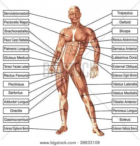 Anatomia: Es el estudio de la forma y estructura del cuerpo humano ...