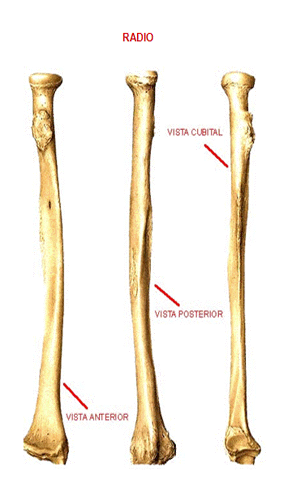 Anatomía humana general (página 2) - Monografias. Anatomía humana general (página 2) - Monografias.
