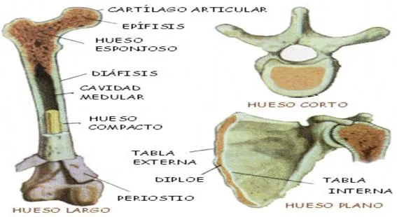 Anatomía humana general (página 2) - Monografias.
