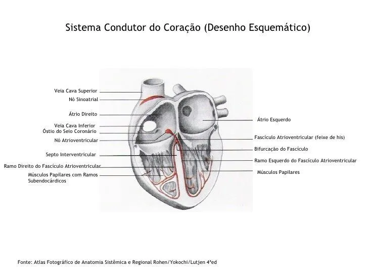 anatomia-humana-sistema- ...