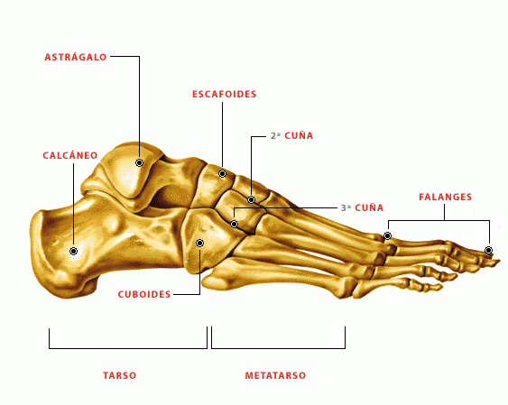Anatomía I: hablemos de pies | Agus.