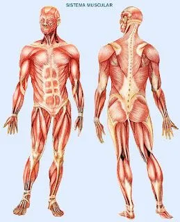 Anatomía Macroscópica: 08/
