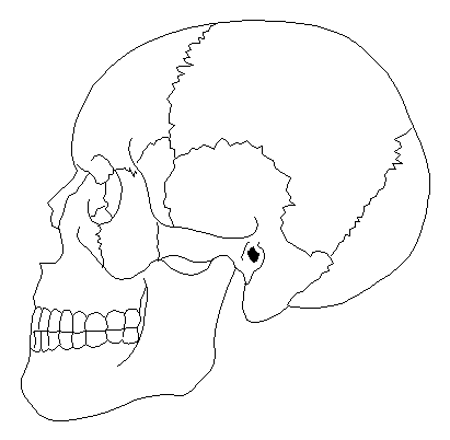 Esqueleto axial y apendicular para colorear - Imagui Esqueleto axial y apendicular para colorear - Imagui