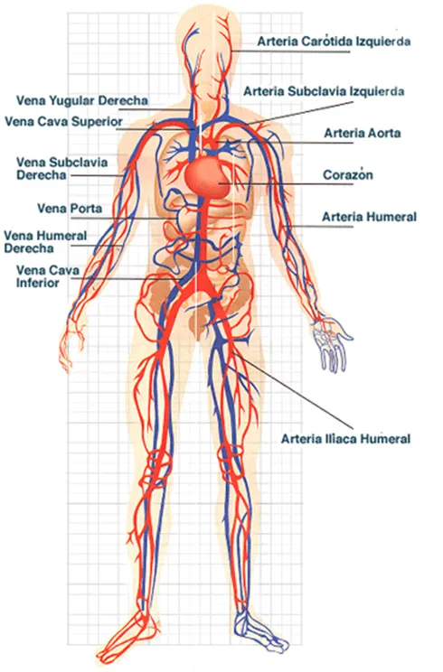EL SISTEMA CIRCULATORIO Y SU IMPORTANCIA EN EL MOMENTO DE ...