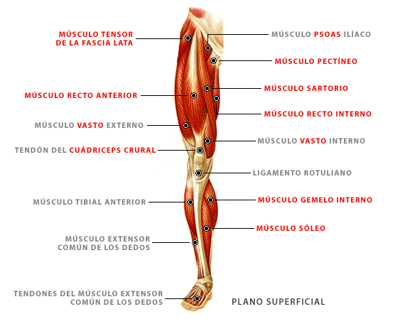 Anatomía de los músculos de las piernas - MT
