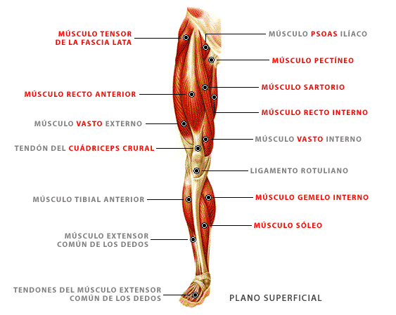 Anatomía de los músculos de las piernas - MT Anatomía de los músculos de las piernas - MT