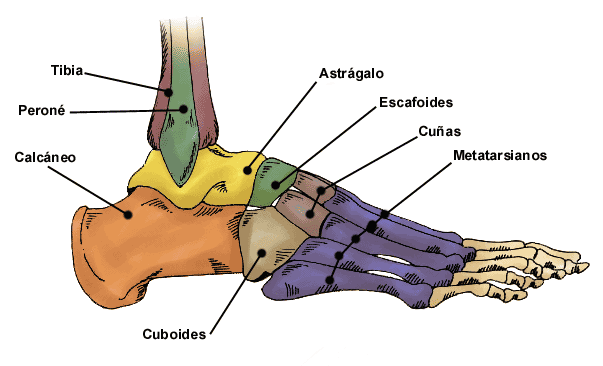 Anatomia - pie y tobillo. on Pinterest | Pies, Html and Heels Anatomia - pie y tobillo. on Pinterest | Pies, Html and Heels