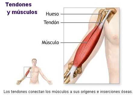 ANATOMÍA: PROPIEDADES DE LOS MÚSCULOS