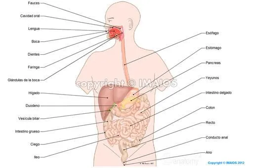 Anatomía del sistema digestivo y del abdomen: ilustraciones anatómicas