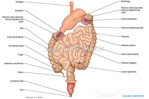 Anatomía del sistema digestivo y del abdomen: ilustraciones anatómicas Anatomía del sistema digestivo y del abdomen: ilustraciones anatómicas