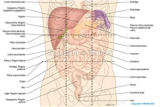 Anatomía del sistema digestivo y del abdomen: ilustraciones anatómicas