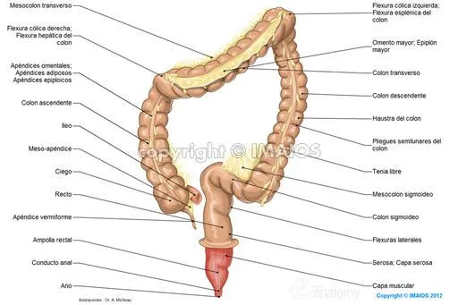 Anatomía del sistema digestivo y del abdomen: ilustraciones anatómicas