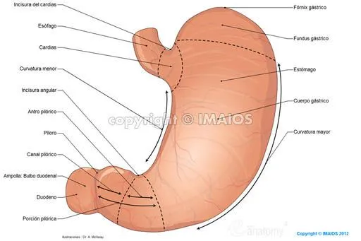 Anatomía del sistema digestivo y del abdomen: ilustraciones anatómicas Anatomía del sistema digestivo y del abdomen: ilustraciones anatómicas