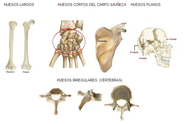 Anatomía del sistema óseo - Monografias.