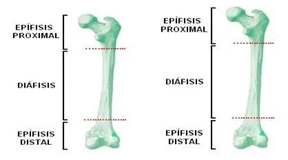 Anatomía del sistema óseo - Monografias.com