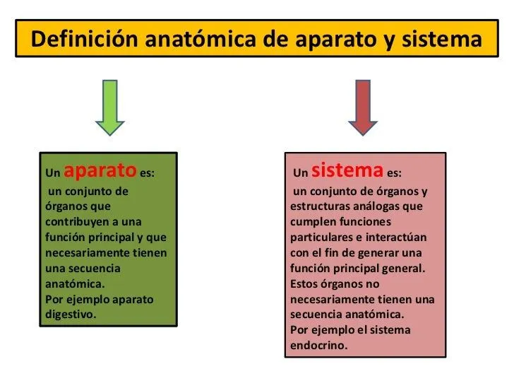 anatomia-sistemas-o-aparatos-3 ...