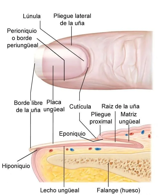 Anatomía de la uña - conoce sus partes – GcNailsOficial Anatomía de la uña - conoce sus partes – GcNailsOficial