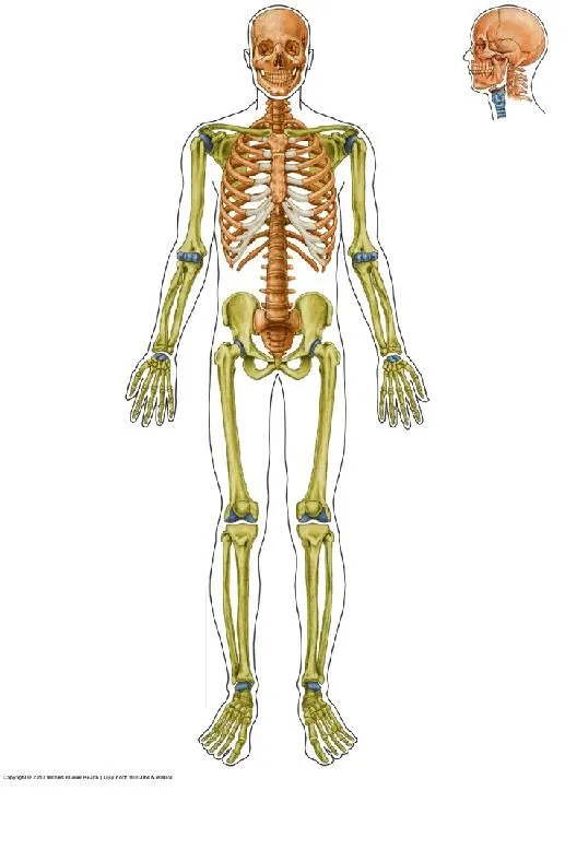 Mis Apuntes de Medicina: Anatomía-