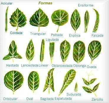 Anatomía vegetal