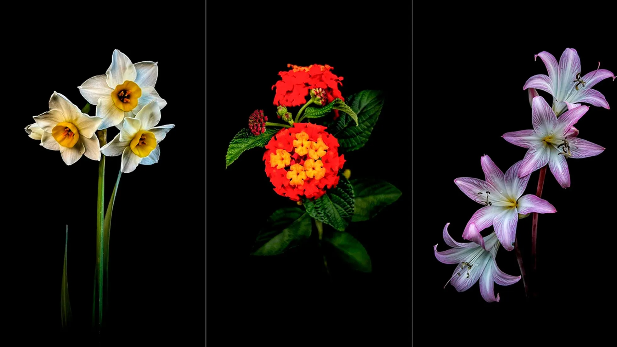 Anatomía vegetal sobre fondo negro: trucos para hacer las mejores fotos de flores con el móvil | Estilo de vida | EL PAÍS Anatomía vegetal sobre fondo negro: trucos para hacer las mejores fotos de flores con el móvil | Estilo de vida | EL PAÍS