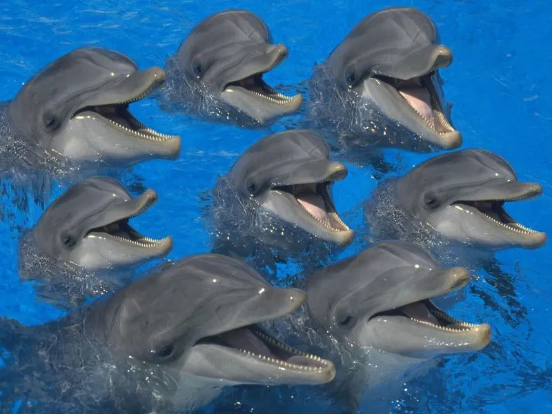 ANCLAJE DE LUZ - RAYMA: El Grupo Cristalino de Delfines. “Ustedes ...