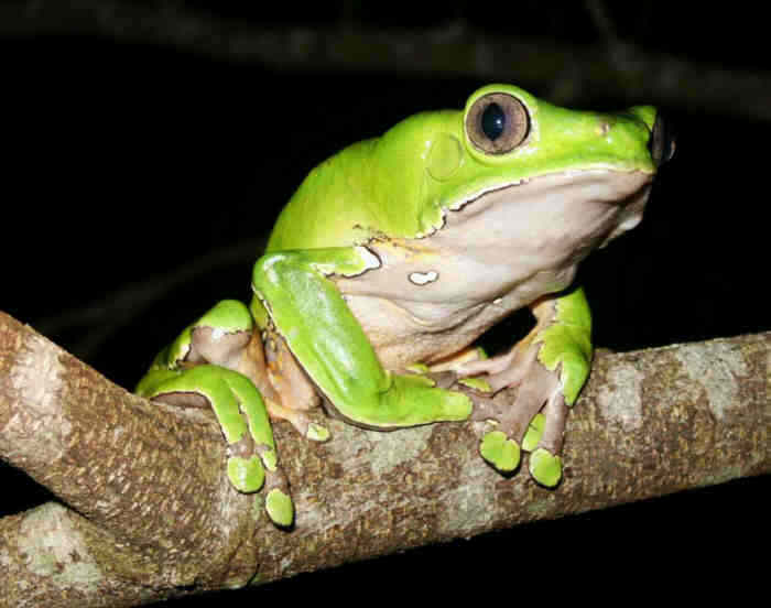 And I Think to Myself...What A Wonderful World.: Creature Feature ...