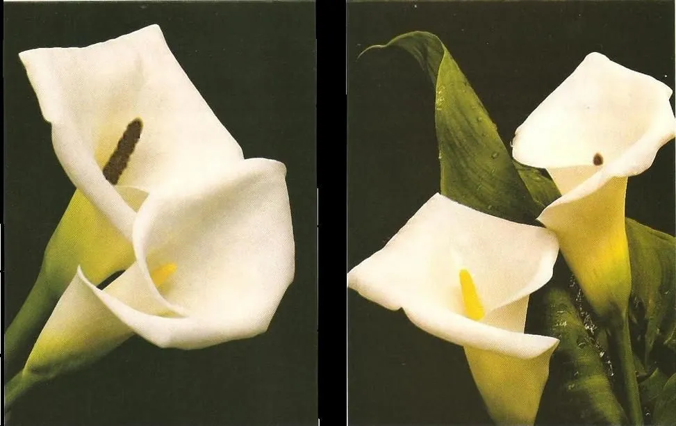 ANDA A TU CASA!!: FLORES DE GOMA EVA