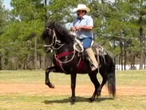 Andalusian Caballos Bailadores con Banda -- El Diablo -- www ...