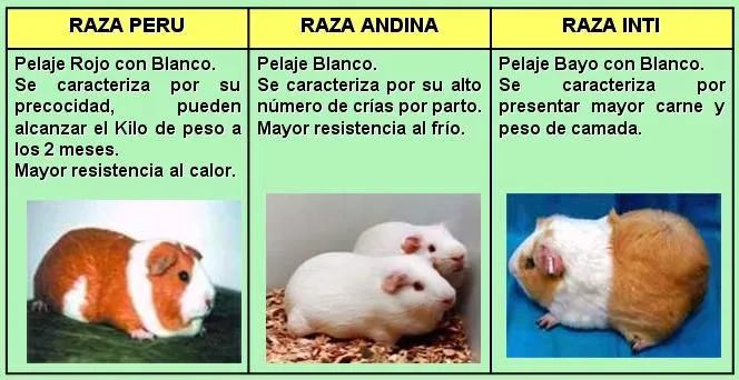 andandoporbogota: EL CUY: ¿COBAYA DE LABORATORIO, MASCOTA Ó ... andandoporbogota: EL CUY: ¿COBAYA DE LABORATORIO, MASCOTA Ó ...
