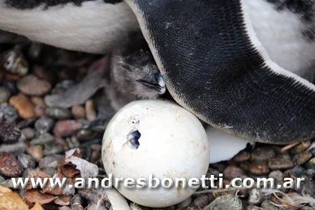 Andrés Bonetti: Nacieron los Pingüinos en Península Andrés Bonetti: Nacieron los Pingüinos en Península