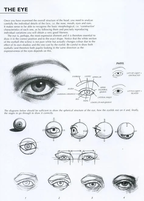 ANDREW´S PARADISE: Libros de Dibujo - parte 1 - Anatomía