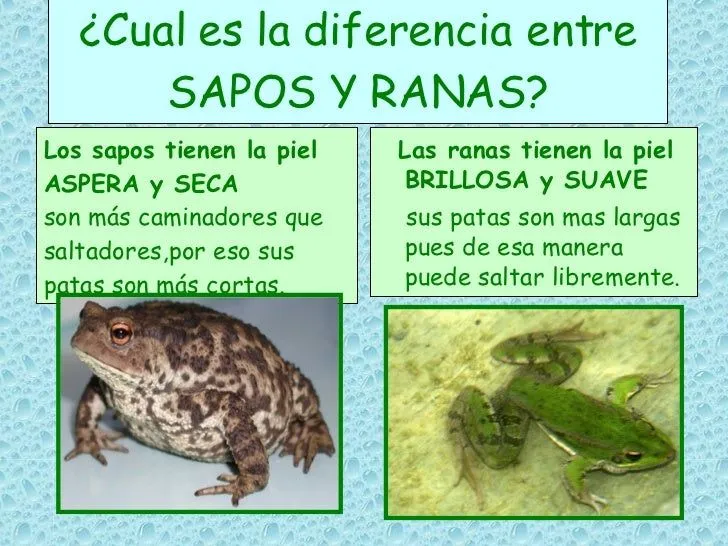 Los Anfibios