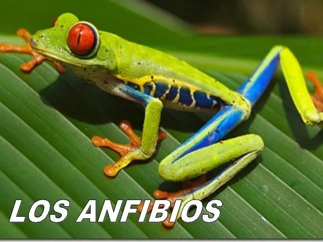 Los anfibios