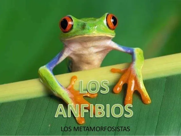 Los Anfibios