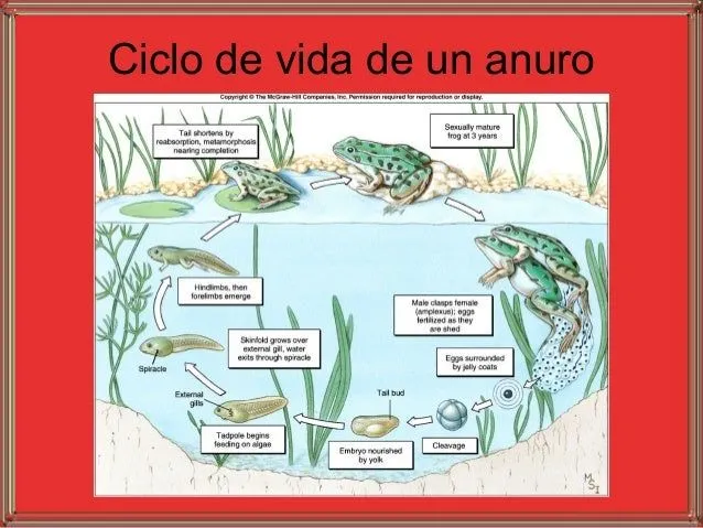 Anfibios