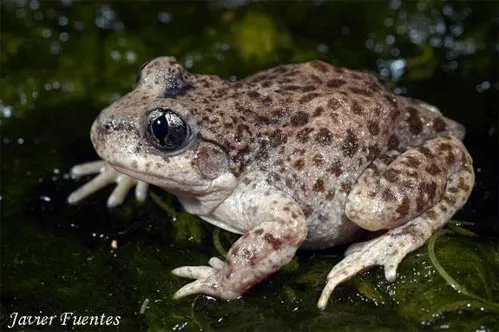 Anfibios y Reptiles