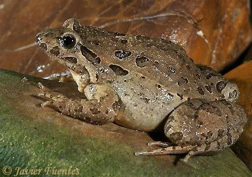 Anfibios y Reptiles