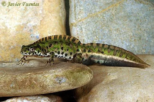 Anfibios y Reptiles