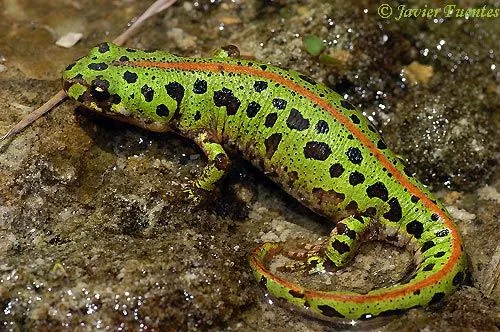 Anfibios y Reptiles