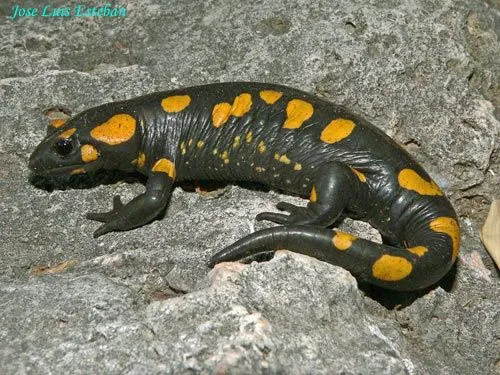 Anfibios y Reptiles