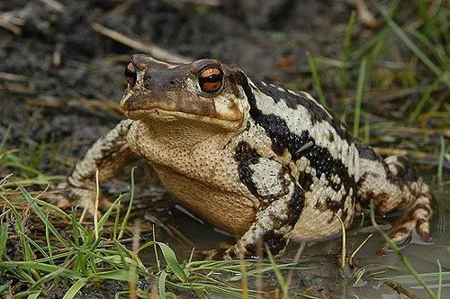 Anfibios y Reptiles