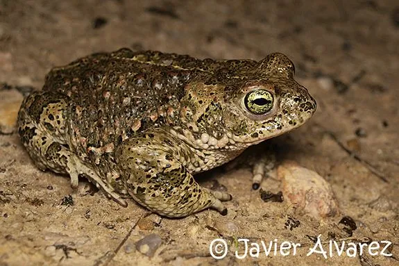 Anfibios y Reptiles de La Rioja: Identificación de sapos " Anfibios y Reptiles de La Rioja: Identificación de sapos "