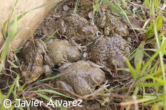 Anfibios y Reptiles de La Rioja: Más sapos de espuelas Anfibios y Reptiles de La Rioja: Más sapos de espuelas