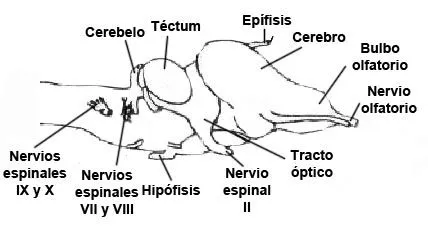 UNIDAD #1: SISTEMA NERVIOSO EN PECES, REPTILES, AVES Y MAMIFEROS UNIDAD #1: SISTEMA NERVIOSO EN PECES, REPTILES, AVES Y MAMIFEROS