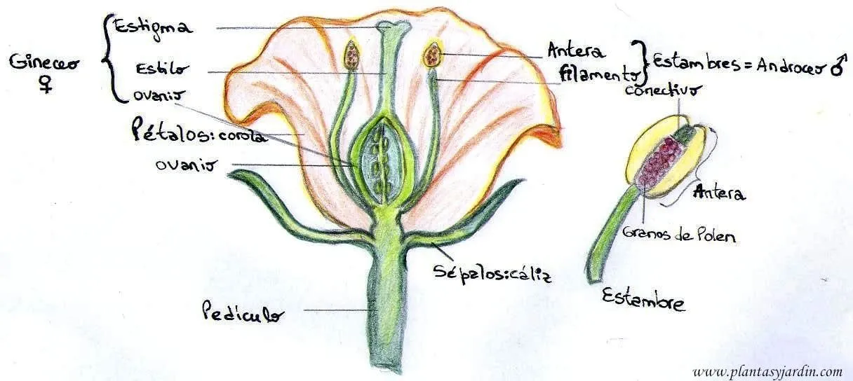 Las Angiospermas partes de una flor – Plantas & Jardín Las Angiospermas partes de una flor – Plantas & Jardín