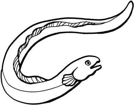 Anguila para colorear